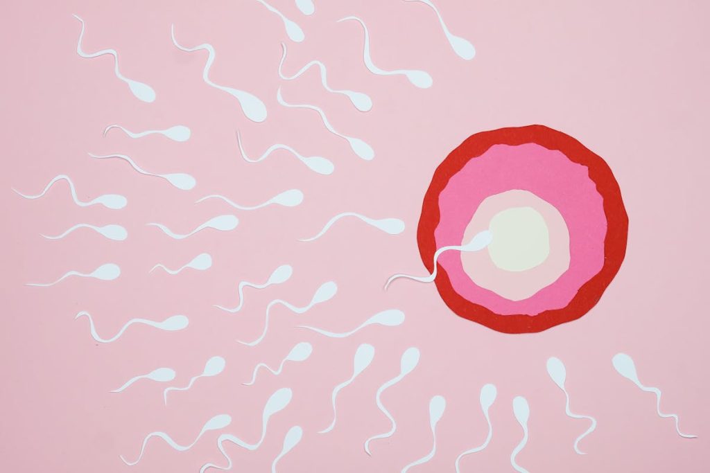 drawing of sperm cells